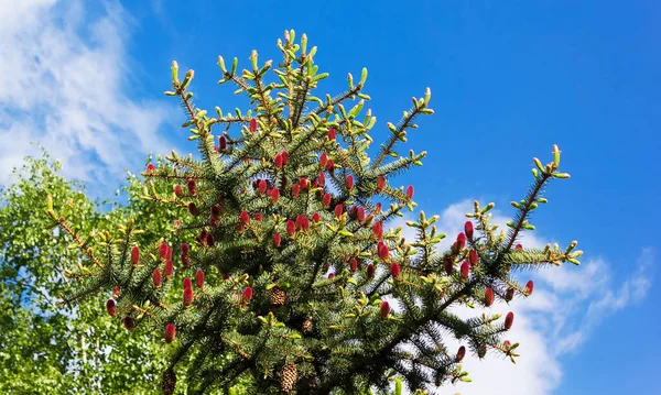 Young Red Cones Branches Coniferous Tree — Stock Photo, Image