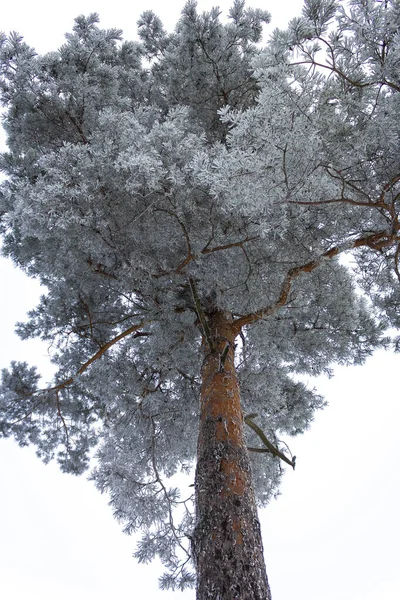 초상화에서 하늘을 배경으로 고립된 소나무의 눈높은 Vertical Photo — 스톡 사진