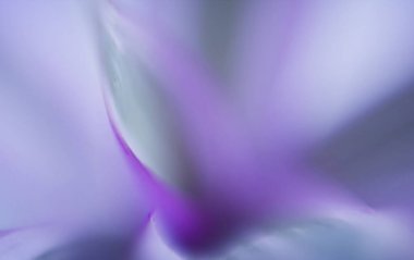 Parlak parlak mor-yeşil arka plan. Fotoğrafın her yeri bulanık.