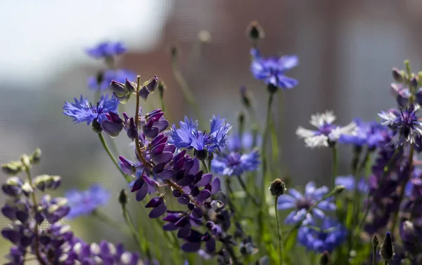 Bouquet Été Avec Des Bleuets Des Lupins Violets — Photo