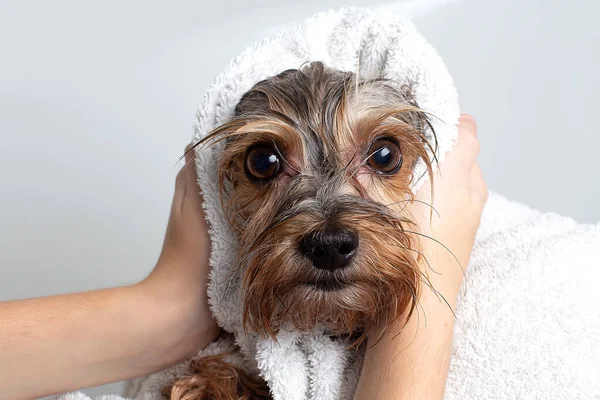 A dog in the bathroom in towel. Yorkshire Terrier is in the bathroom at home.