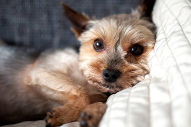 Yorkshire Teriyeri. Yorkie köpek kanepede