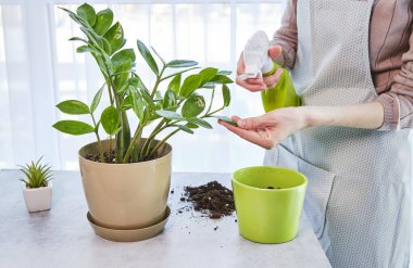 Spring Houseplant Bakım evi, saksı bitkileri. Bahar için Salon Bitkileri Uyanmak. Kadın evdeki yeni çömleğe bitki naklediyor. Bahçıvan nakil tesisi Spatthiphyllum.