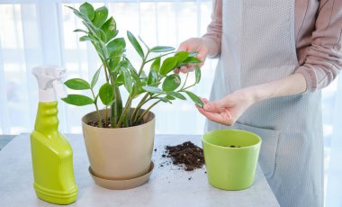 housework and care concept - happy african american woman or housewife cleaning houseplant leaves by tissue at home