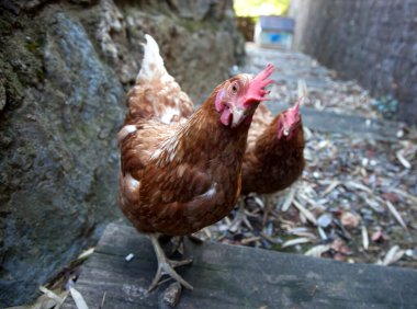 Eko konsepti. Bedava çayır tavuğu. Ev çiftliği. Tavuklar yumurtluyor.