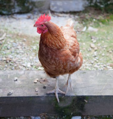 Kahverengi tavuk tek başına özgürce yürür.