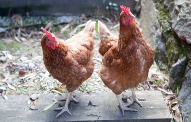 Evcil kahverengi tavuklar çimlerin üzerinde yürür. Bedava otlatma. Eko çiftliği.