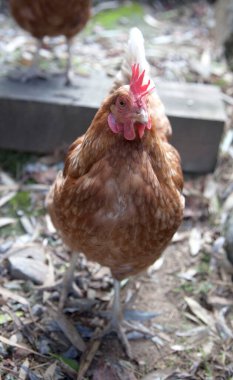 Evcil kahverengi tavuklar çimlerin üzerinde yürür. Bedava otlatma. Eko çiftliği.