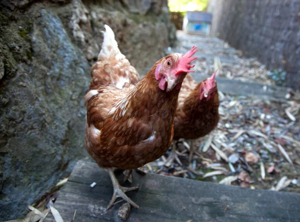 Eko konsepti. Bedava çayır tavuğu. Ev çiftliği. Tavuklar yumurtluyor.