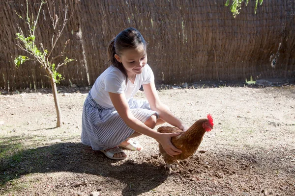 Bedava otlayan kahverengi tavuk. Eko konsepti. Çiftlik