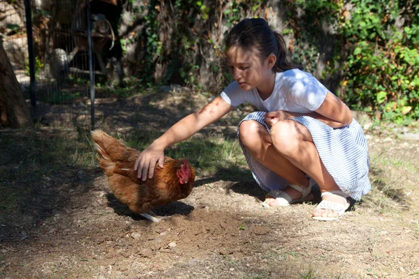 Bedava otlayan kahverengi tavuk. Eko konsepti. Çiftlik