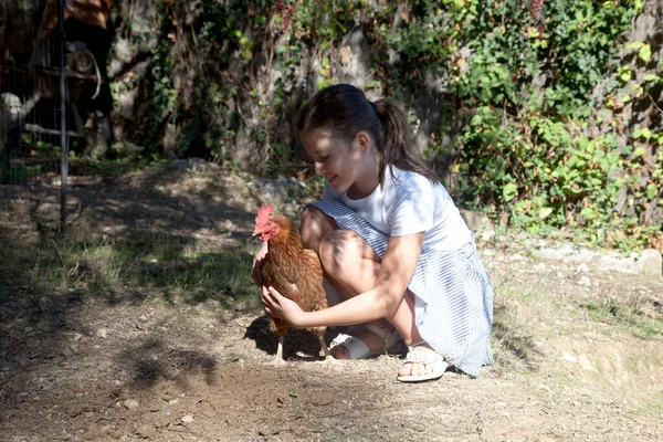 Bedava otlayan kahverengi tavuk. Eko konsepti. Çiftlik