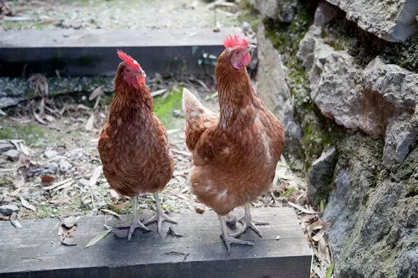 Evcil kahverengi tavuklar çimlerin üzerinde yürür. Bedava otlatma. Eko çiftliği.