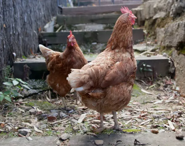 Evcil kahverengi tavuklar çimlerin üzerinde yürür. Bedava otlatma. Eko çiftliği.