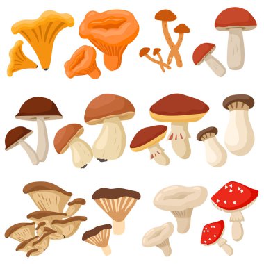 Çizgi film mantarları. Zehirli ve yenilebilir mantar, chanterelle, cep, amanita ve mantar izole vektör çizimi. Orman mantarı tipleri. Organik porcini ve chanterelle, zehirli mantar.