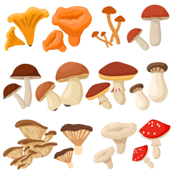 Cartoon mushrooms. Poisonous and edible mushroom, chanterelle, cep, amanita and truffle isolated vector illustration set. Forest wild mushrooms types. Organic porcini and chanterelle, poisonous fungus