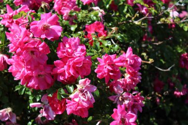 Pembe minik güller açar