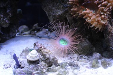 Denizanası güzellik sergiliyor