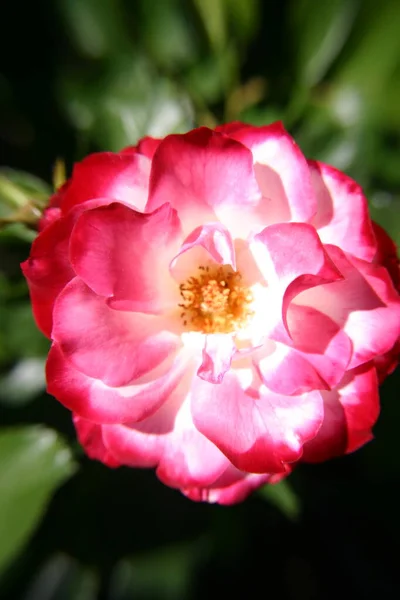 Fel Gekleurde Roze Witte Roos — Stockfoto