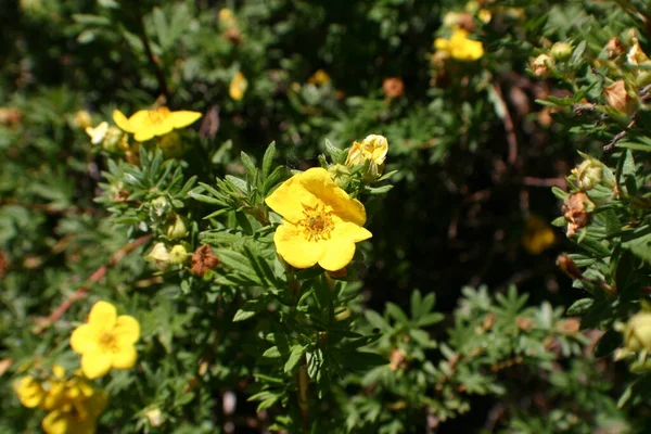 Baharda Sarı Çiçekler Açar — Stok fotoğraf