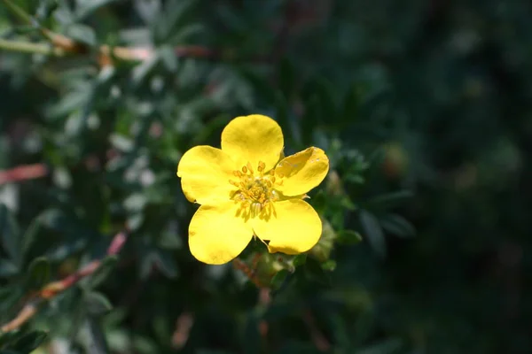 Одно Желтое Цветение Весной — стоковое фото