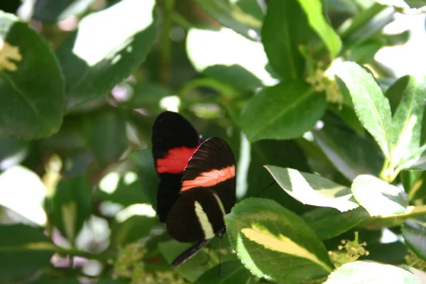 Kleurrijke Vlinder Zittend Bladeren — Stockfoto