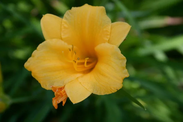 夏に黄色い花を咲かせ — ストック写真