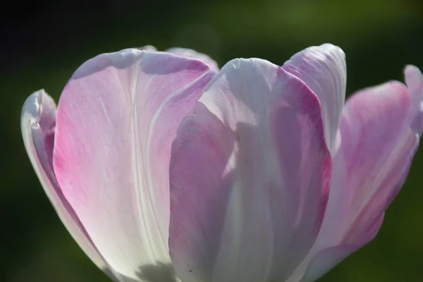 Rosa Und Weiße Magnolie — Stockfoto
