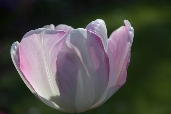 Rosa Und Weiße Magnolie — Stockfoto