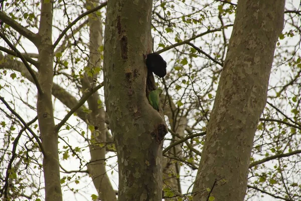 Vogel Een Boom — Stockfoto