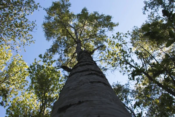 Pohon Hutan — Stok Foto