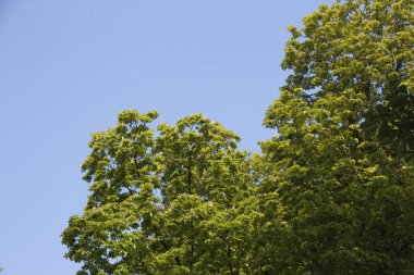 mavi gökyüzü arka planında yeşil yapraklar