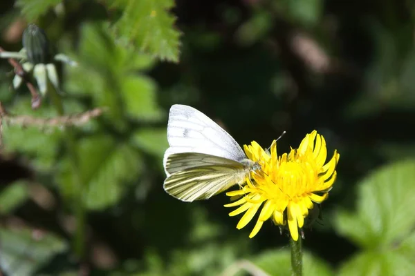 Mariposa Una Flor — Foto de Stock