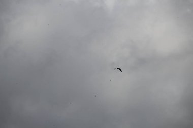 Gökyüzündeki kuş