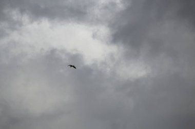 Gökyüzündeki kuş