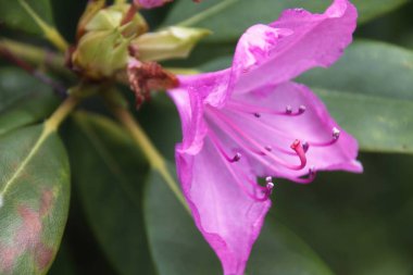 Pembe çiçeğe yaklaş.