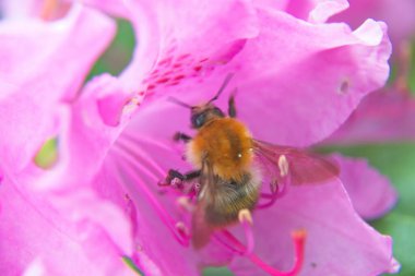Pembe çiçeğe yaklaş.