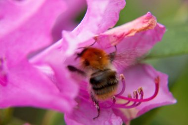 Pembe çiçeğe yaklaş.