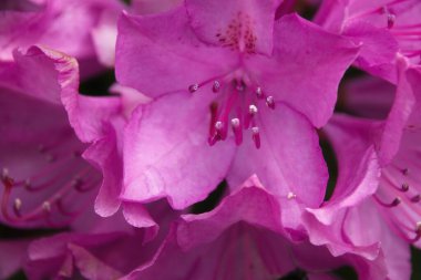 Pembe çiçeğe yaklaş.