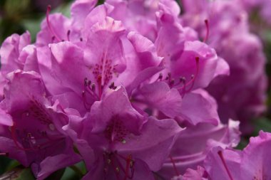 Pembe çiçeğe yaklaş.