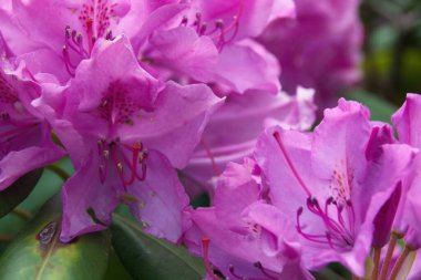 Pembe çiçeğe yaklaş.