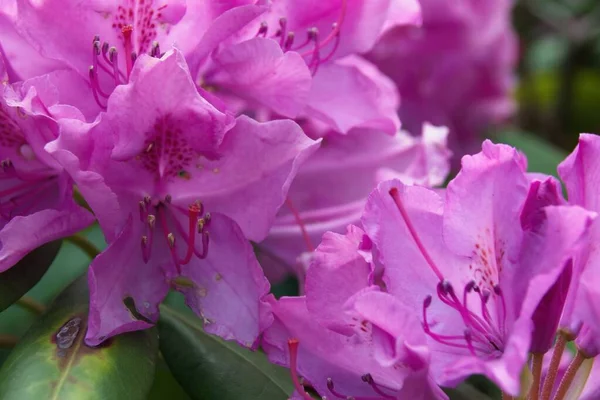 Pembe çiçeğe yaklaş.