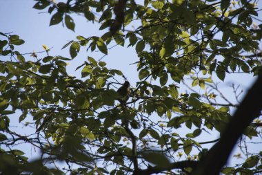 Mavi gökyüzüne karşı yapraklar