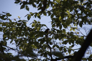 Mavi gökyüzüne karşı yapraklar