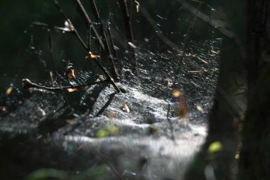 Çiy damlalı örümcek ağı
