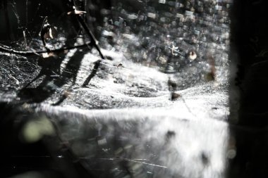 Çiy damlalı örümcek ağı