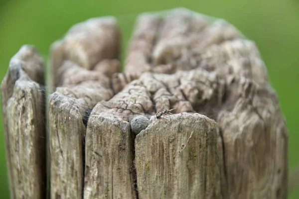 木の背景に緑の苔が — ストック写真