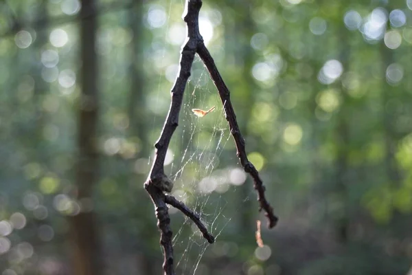 露滴とクモの巣 — ストック写真