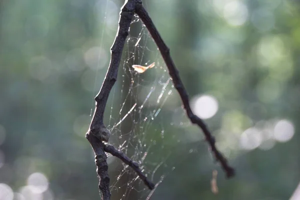 露滴とクモの巣 — ストック写真