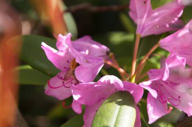 Pembe çiçeğe yaklaş.